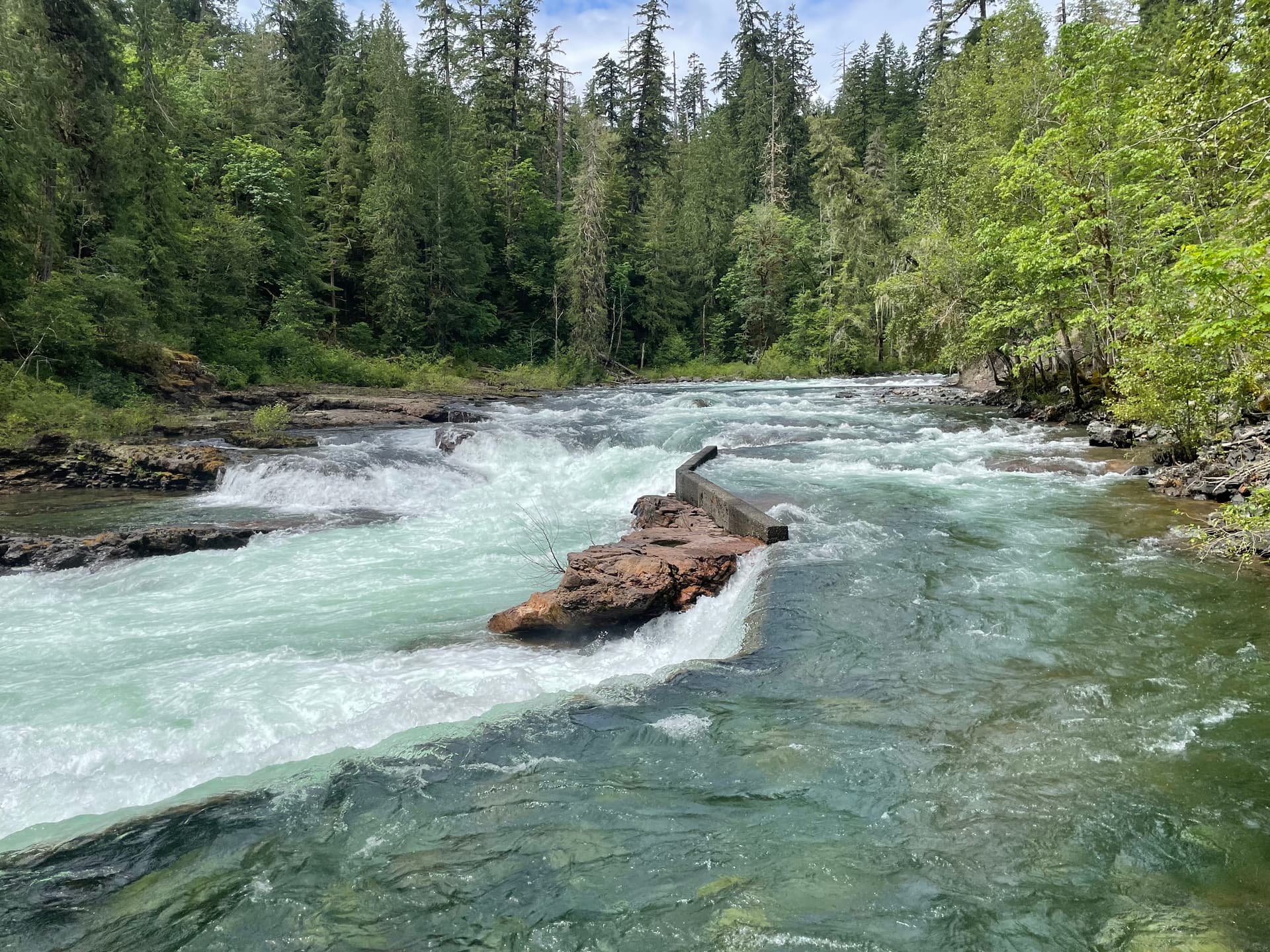 Forest river rapids flowing over rocks surrounded by evergreen trees on Vancouver Island